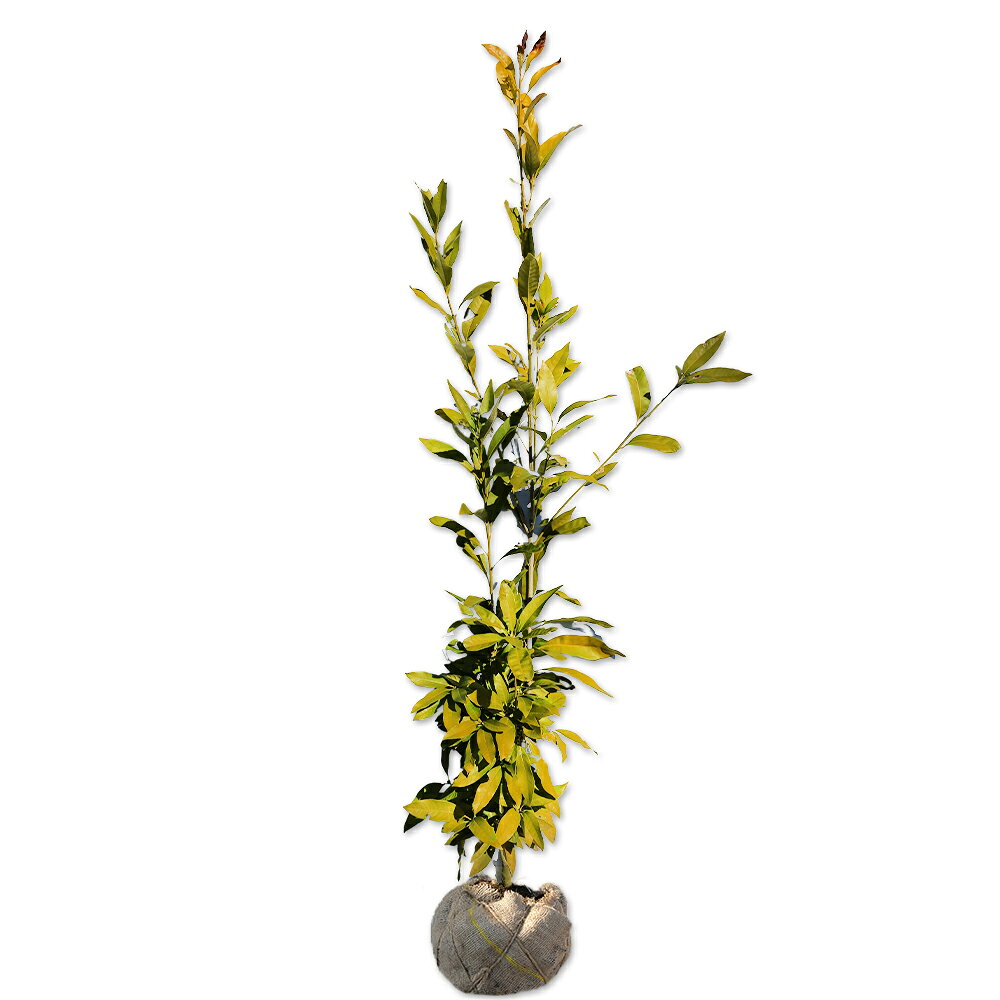 【マテバシイ】読み：まてばしい学名：Lithocarpus edulisブナ科マテバシイ属常緑高木【商品情報】マテバシイは日本固有の品種です。よく緑化木や公園木、庭木や森林に使われます。花は帯状にさきます。とてもよくどんぐりがなり、苦味がないため食用にも用いられます。葉は厚く、発芽力も強いためこの木の影は涼しいです。葉が出てすぐは毛がありますが、すぐ抜けます。【まとめ買いについて】 複数本・品種違い・規格違いのまとめ買いも歓迎しております。まとめてご注文いただくことで、販売価格の維持につながります。【育て方】適湿な土地を好みますが、乾燥にもよく耐えます。煙害や潮風にも強く植える場所を選びません。日陰でも成長します。移植は比較的容易です。適地＝東北南部以南日照り＝日向or半日陰樹形＝卵形最終樹高＝15m施肥時期＝1〜2月剪定時期＝6〜8月or11〜12月開花時期＝6月果実＝10月用途＝生垣樹木or庭木orシンボルツリー【その他】 マテバシイは食べれるどんぐりが有名。とても実がなります。よく緑化木として公園や学校に植えられています。幹が硬いためシイタケ原木にもなります。マテバシイ　1.5m露地 2本 26400円マテバシイ　商品一覧7.5cmポット297円/在庫○0.3m10.5cmポット330円/在庫○0.4m15cmポット1100円/在庫○0.5m10.5cmポット440円/在庫×0.6m15cmポット1155円/在庫○0.8m10.5cmポット550円/在庫×0.8m15cmポット1210円/在庫○1.0m10.5cmポット660円/在庫×1.0m15cmポット1265円/在庫×1.2m15cmポット10本13200円/在庫×1.2m露地11000円/在庫○1.4m15cmポット10本15400円/在庫×1.5m露地13200円/在庫×1.7m15cmポット6本15400円/在庫×1.7m露地15400円/在庫○2.0m15cmポット6本30800円/在庫×2.0m露地18700円/在庫○2.3m露地20900円/在庫○2.5m露地23100円/在庫○株立ち1.5m露地13200円/在庫×株立ち1.7m露地15400円/在庫×株立ち2.0m露地20900円/在庫○株立ち2.3m露地20900円/在庫○株立ち2.5m露地23100円/在庫○※規格、単価、在庫は個々商品ページを優先します同じブナ科マテバシイ属の商品シリブカガシマテバシイ同じブナ科の商品[コナラ属]アラカシ　イチイガシ　ウバメガシ　ウラジロガシ　アカガシ　アベマキ　コナラ　クヌギ　シラカシ　ツクバネガシ　ナラガシワ　ミズナラ[ブナ属]イヌブナ　カシワ　ブナ[クリ属]クリ[マテバシイ属]シリブカガシ　マテバシイ[シイ属]スダジイ　ツブラジイ（コジイ）※園芸品種等は近縁種よりご参照ください