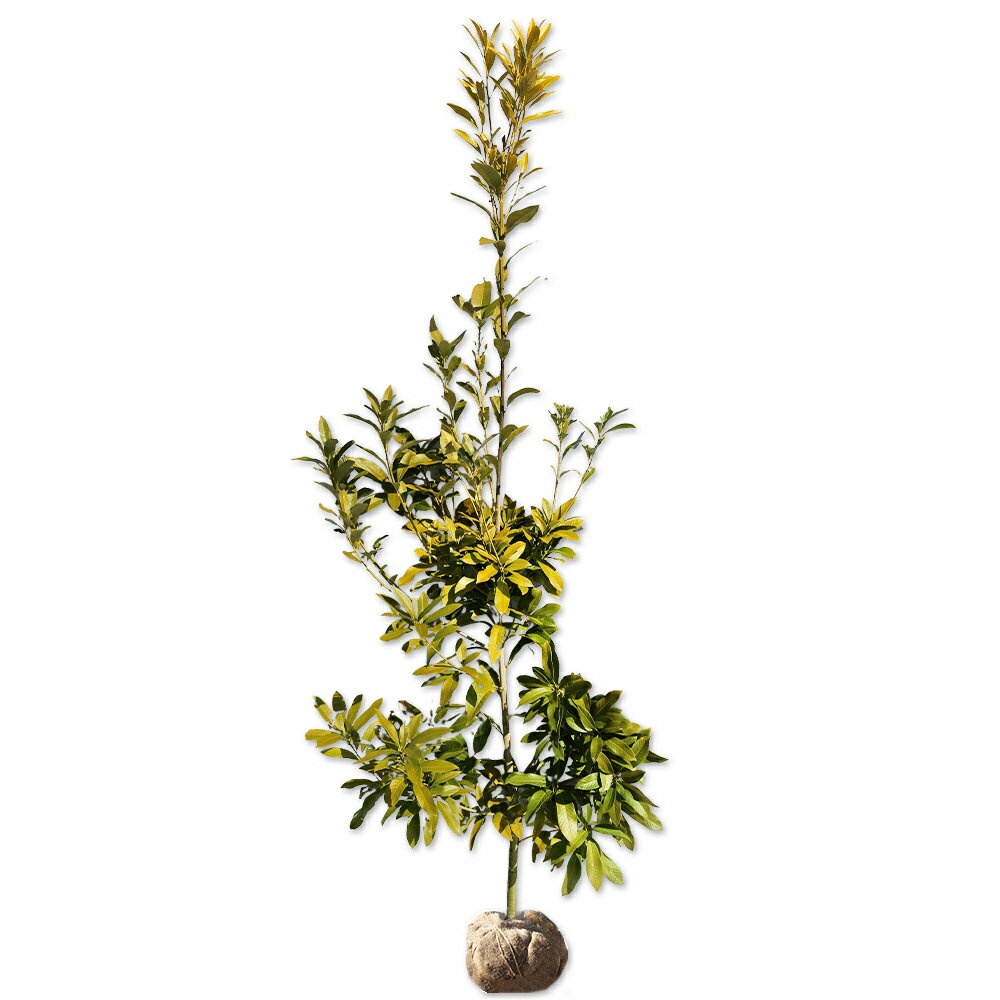 マテバシイ 2m 露地 2本 苗木