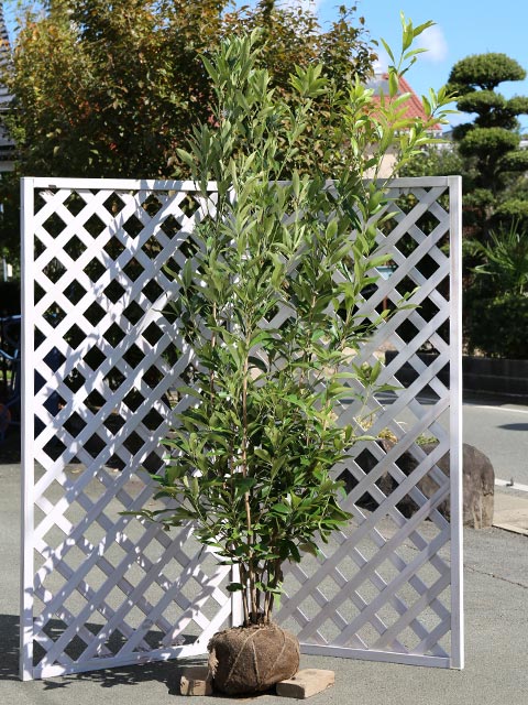 【マテバシイ】読み：まてばしい学名：Lithocarpus edulisブナ科マテバシイ属常緑高木【商品情報】マテバシイは日本固有の品種です。よく緑化木や公園木、庭木や森林に使われます。花は帯状にさきます。とてもよくどんぐりがなり、苦味がないため食用にも用いられます。葉は厚く、発芽力も強いためこの木の影は涼しいです。葉が出てすぐは毛がありますが、すぐ抜けます。【育て方】適湿な土地を好みますが、乾燥にもよく耐えます。煙害や潮風にも強く植える場所を選びません。日陰でも成長します。移植は比較的容易です。適地＝東北南部以南日照り＝日向or半日陰樹形＝卵形最終樹高＝15m施肥時期＝1〜2月剪定時期＝6〜8月or11〜12月開花時期＝6月果実＝10月用途＝生垣樹木or庭木orシンボルツリー【その他】 マテバシイは食べれるどんぐりが有名。とても実がなります。よく緑化木として公園や学校に植えられています。幹が硬いためシイタケ原木にもなります。マテバシイ株立ち　2.0m露地 2本 41800円マテバシイ　商品一覧0.3m10.5cmポット330円/在庫○0.4m15cmポット1100円/在庫○0.5m10.5cmポット341円/在庫○0.6m15cmポット1155円/在庫○0.8m10.5cmポット440円/在庫○0.8m15cmポット1210円/在庫○1.0m10.5cmポット660円/在庫×1.0m15cmポット1265円/在庫×1.2m15cmポット10本13200円/在庫×1.2m露地11000円/在庫○1.4m15cmポット10本15400円/在庫×1.5m露地13200円/在庫×1.7m15cmポット6本15400円/在庫×1.7m露地15400円/在庫○2.0m15cmポット6本30800円/在庫×2.0m露地18700円/在庫○2.3m露地20900円/在庫○2.5m露地23100円/在庫○株立ち1.5m露地13200円/在庫×株立ち1.7m露地15400円/在庫×株立ち2.0m露地20900円/在庫○株立ち2.3m露地20900円/在庫○株立ち2.5m露地23100円/在庫○※規格、単価、在庫は個々商品ページを優先します同じブナ科マテバシイ属の商品シリブカガシマテバシイ同じブナ科の商品[コナラ属]アラカシ　イチイガシ　ウバメガシ　ウラジロガシ　アカガシ　アベマキ　コナラ　クヌギ　シラカシ　ツクバネガシ　ナラガシワ　ミズナラ[ブナ属]イヌブナ　カシワ　ブナ[クリ属]クリ[マテバシイ属]シリブカガシ　マテバシイ[シイ属]スダジイ　ツブラジイ（コジイ）※園芸品種等は近縁種よりご参照ください