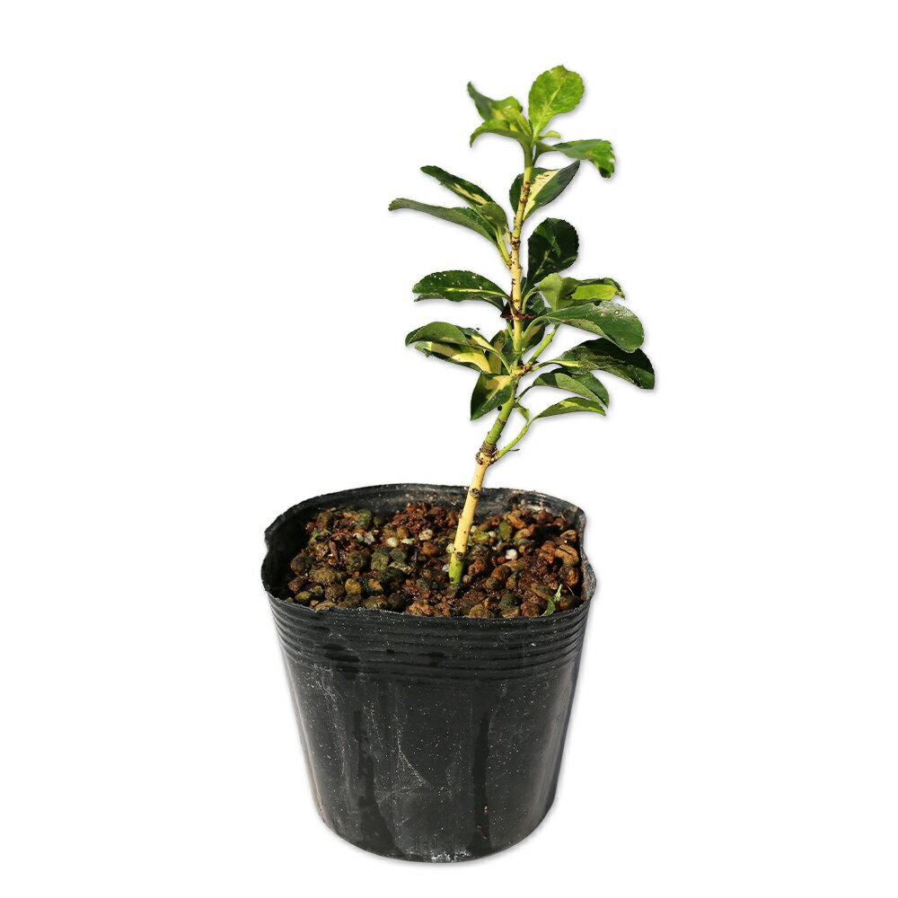 【ナカフキンマサキ】読み：なかふきんまさき学名：Euonymus japonicus cvニシキギ科ニシキギ属常緑低木【商品情報】ナカフキンマサキは土地を選ばず耐陰性も強い為に、環境が悪くても生育できます。緑色のつやがある少し大きめの枝に楕...