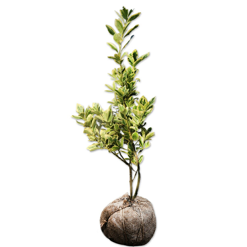 キフクリンマサキ 0.6m 露地 5本 苗