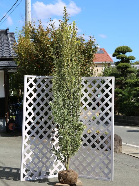 【キンマサキ】読み：きんまさき学名：Euonymus japonicus cv. Aureovariegatusニシキギ科ニシキギ属常緑低木【商品情報】キンマサキは土地を選ばず耐陰性も強い為に、環境が悪くても生育できます。緑色のつやがある少...
