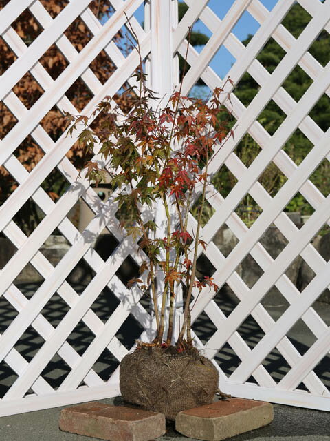 イロハモミジ 株立ち 0.8m 露地 4本 苗