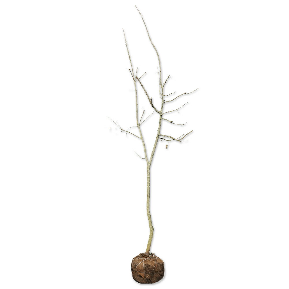 マユミ 1.7m 露地 苗木