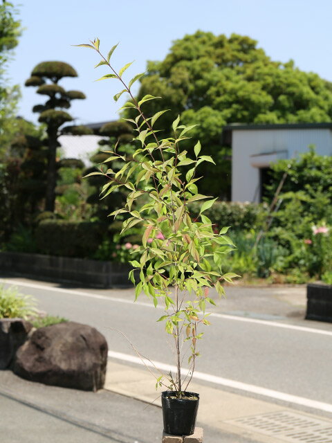 ムラサキシキブ 0.8m 10.5cmポット 苗