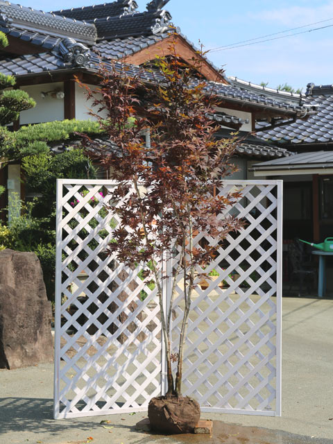 【ノムラモミジ】読み：のむらもみじ学名：Acer palmatum var. amoenum cv. Sanguineumムクロジ科カエデ属落葉高木【商品情報】モミジは秋に紅葉する代表的な品種です。モミジとはカエデの別名です。一般的に葉が手...