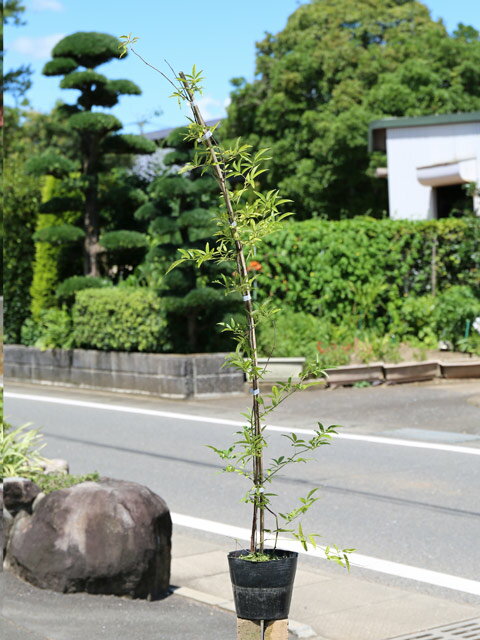 モッコウバラ 白花 1m長尺 15cmポット 苗