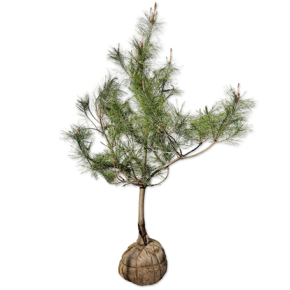 アカマツ 1.2m 露地 苗のサムネイル