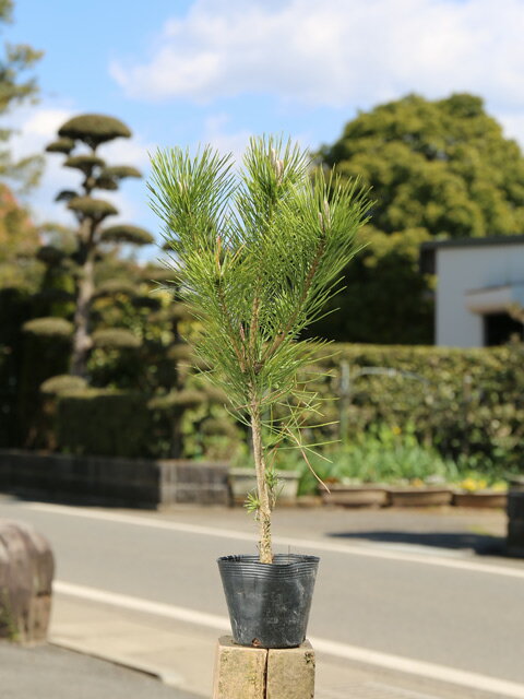 クロマツ 0.3m 10.5cmポット 苗のサムネイル