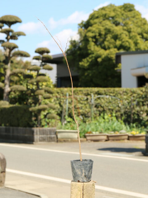 ムクノキ 0.5m 10.5cmポット 30本 苗