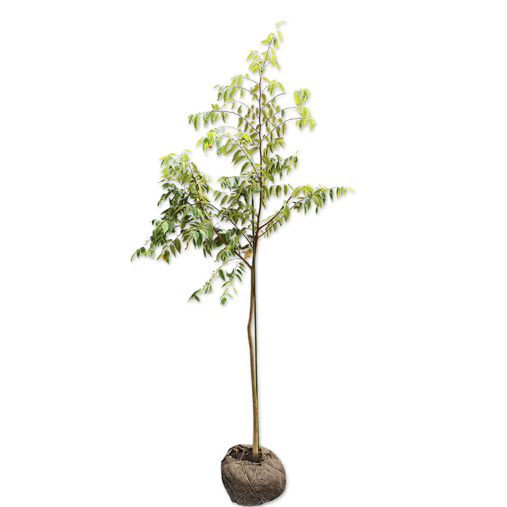 ムクノキ 単木 2m 露地 苗木