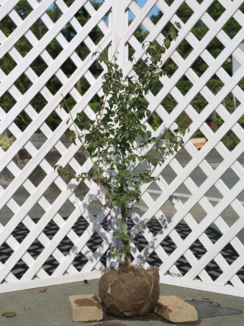 コマユミ 1m 露地 2本 苗