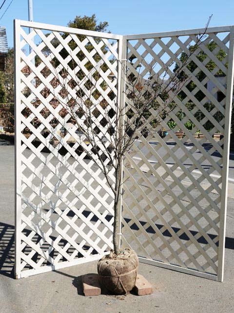 コマユミ 1.2m 露地 苗のサムネイル