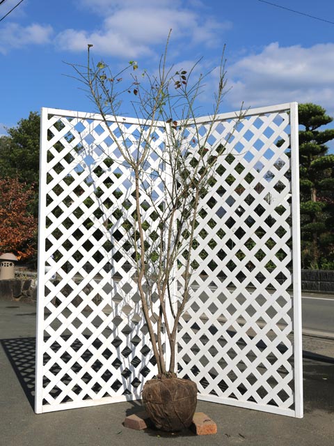 コマユミ 1.5m 露地 苗木