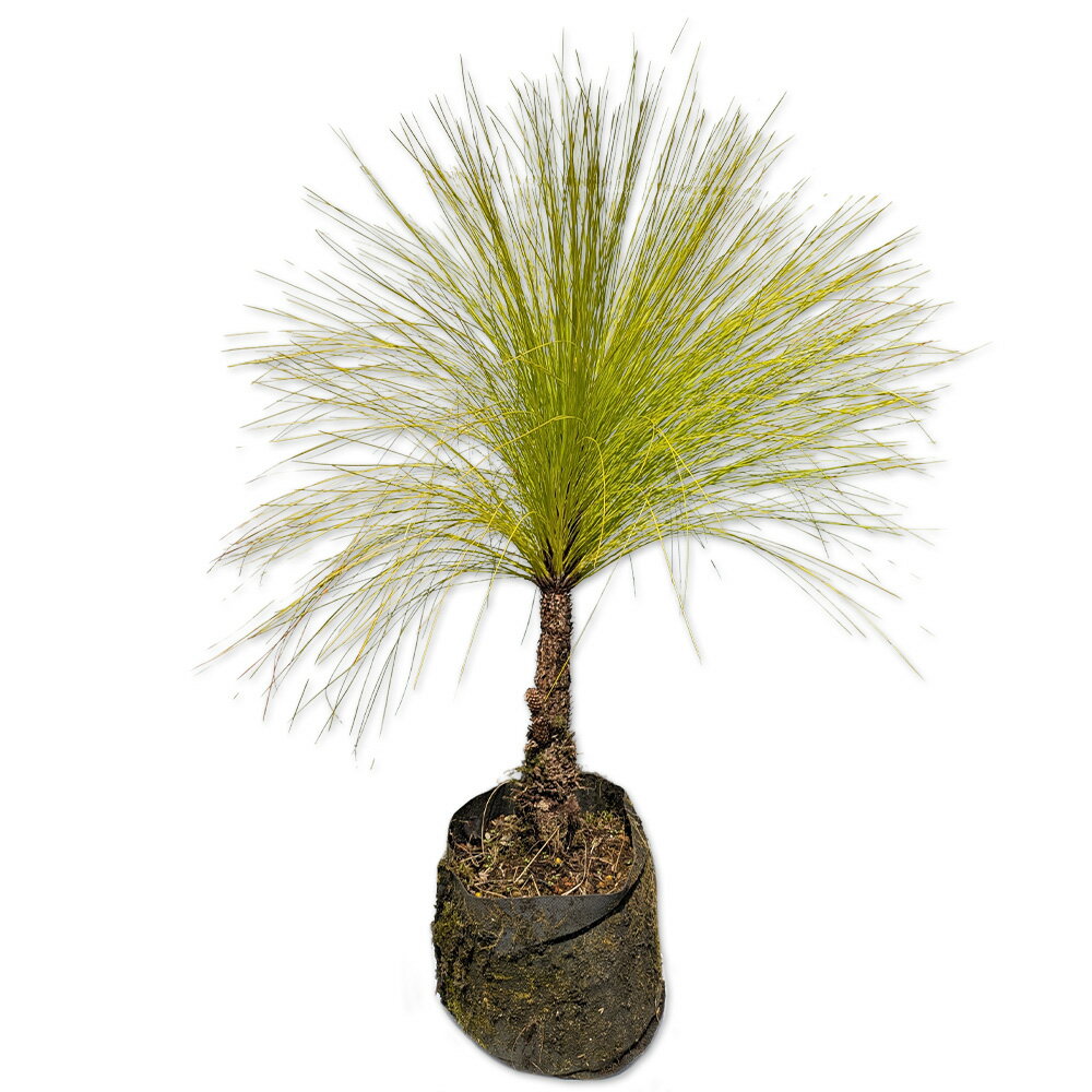 ダイオウショウ 0.4m 露地 苗