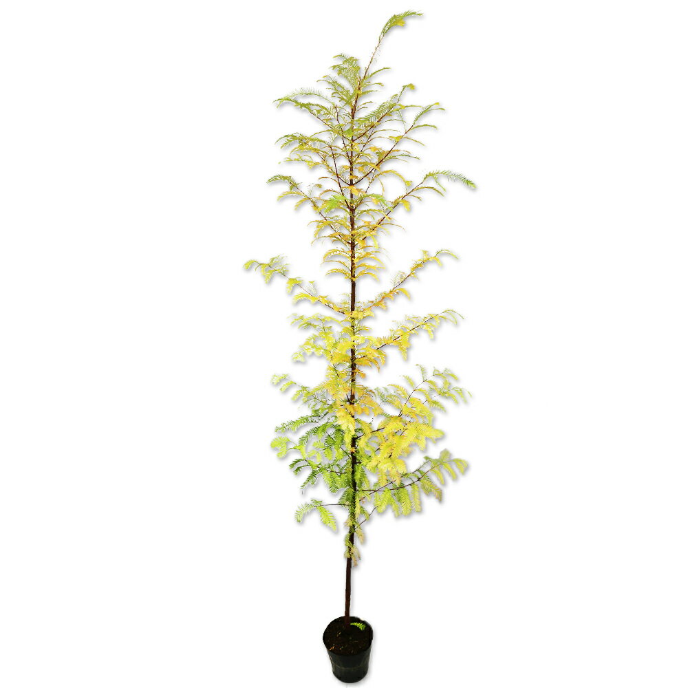 メタセコイア 1.4m 15cmポット 10本 苗