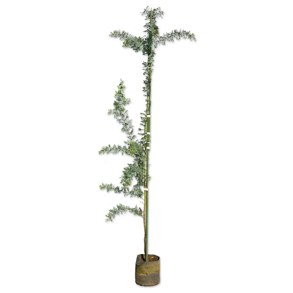 【ミモザアカシア】（ギンヨウアカシア）読み：みもざあかしあ学名：Acacia baileyana マメ科アカシア属常緑高木別名：ギンヨウアカシア【商品情報】ミモザアカシアは通常は「ミモザ」や「銀葉アカシア」と言われたりします。早春に黄色い鮮...