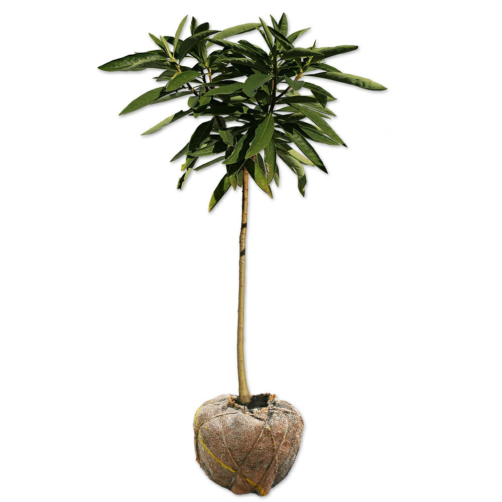 楽天市場】ミツマタ の 木（植木｜ガーデニング・農業）：花・ガーデン