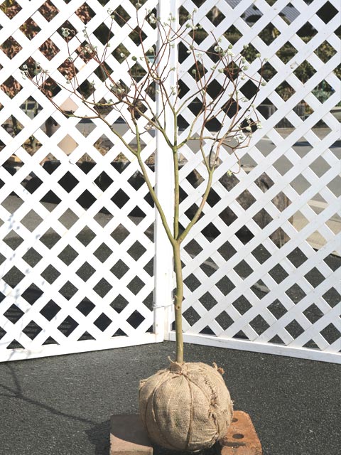 高木 - ミツマタ 0.8m 露地 苗