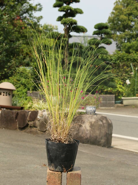 ミューレンベルギア 10.5cmポット 5本 苗