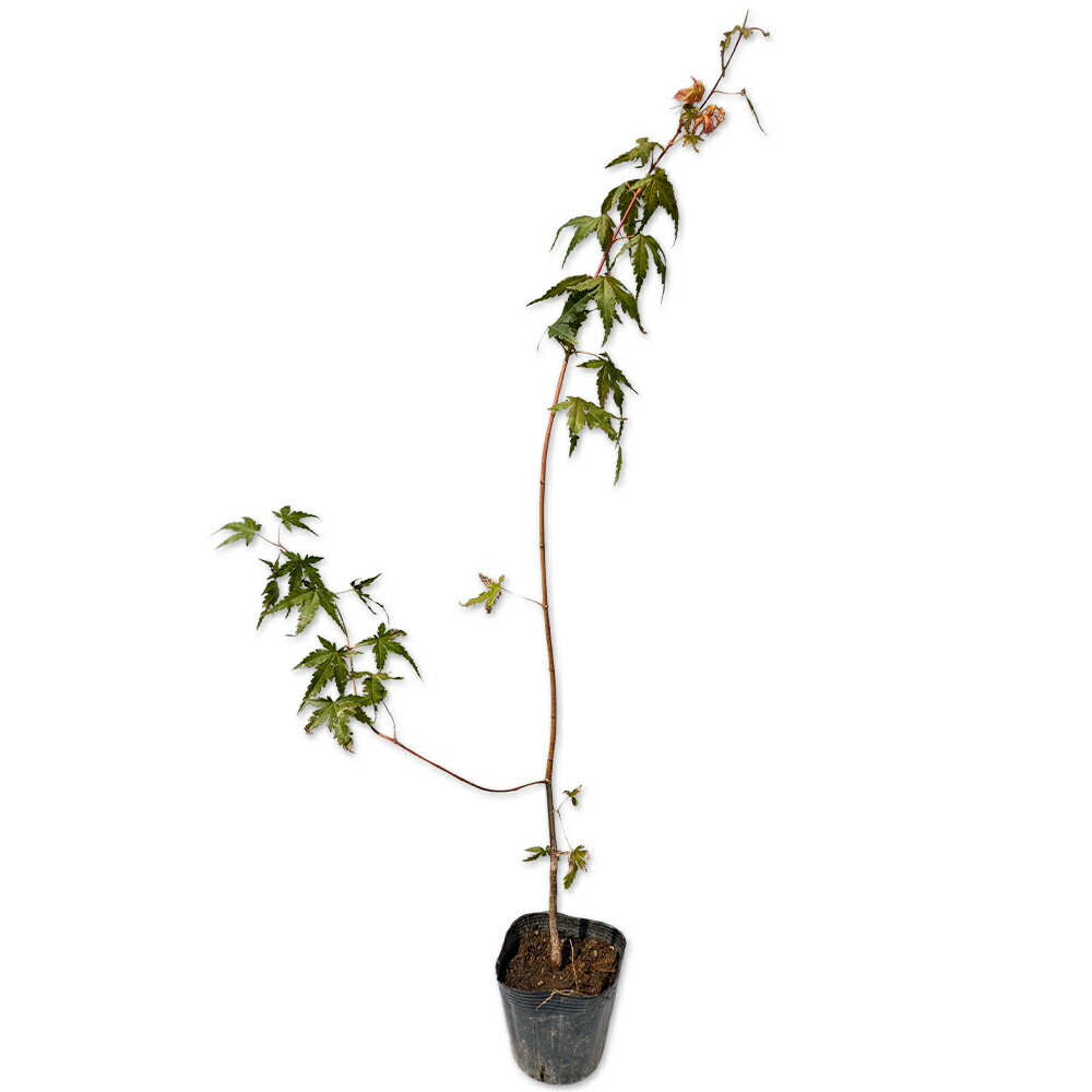 ■送料無料■【30本セット】 ギンバイカ 樹高0.5m前後 15cmポット 銀梅花 ぎんばいか マートル生垣 苗木 苗 植木 庭木 生け垣 花を楽しむ木 初夏に花を咲かせる植木特集 生垣 目隠し