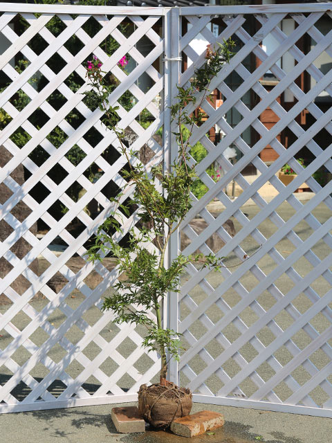 【モミジ/青崖】()学名：Acer palmatumムクロジ科カエデ属落葉高木別名：セイガイモミジ【商品情報】モミジは秋に紅葉する代表的な品種です。モミジとはカエデの別名です。一般的に葉が手のひらのように裂けているものが『モミジ』といわれ、根本まで裂けていないものを『カエデ』と呼びます。樹皮は縦に割れ目が入ります。モミジの品種は様々で赤く紅葉するものや黄色く黄葉するものがあり、園芸品種は120種類以上存在します。代表的な品種はイロハモミジ、オオモミジ、ヤマモミジ、イタヤカエデ、メグスリノキなどがあります。イロハモミジは春は新緑、夏は緑、秋は赤に季節折々変化します。とても紅葉は美しいです。【育て方】日陰でも成長しますが綺麗な紅葉には夏の日照時間、昼夜の温度差、土地の乾燥が大きく関わります。出来るだけ日向で水はけがいい場所に植えるようにしましょう。カミキリムシが発生しやすいので見つけ次第捕殺します。幹に穴が開いた場合は殺虫剤を注入し殺虫してください。適地＝全国日照り＝日向樹形＝不整形最終樹高＝5m施肥時期＝1〜2月or6月剪定時期＝11〜2月開花時期＝4月果実＝無し用途＝庭木orシンボルツリー【その他】モミジ/青崖は春の芽吹きは赤色、夏にかけて緑色となり、秋には紅葉するモミジです。1年を通して葉色の変化も楽しめる樹木です。成長は比較的早い品種です。モミジ/青崖　1.2m露地 2本 39600円モミジ/青崖　商品一覧1.0m露地17600円/在庫×1.2m露地19800円/在庫○1.5m露地22000円/在庫○2.5m露地33000円/在庫×※規格、単価、在庫は個々商品ページを優先します同じムクロジ科カエデ属の商品イタヤカエデウリハダカエデウリカエデエンコウカエデオオモミジアサノハカエデアカイタヤコハウチワカエデ/実生カラコギカエデカジカエデサトウカエデトウカエデチドリノキテツカエデネグンドカエデハウチワカエデヒナウチワカエデメグスリノキイロハモミジサンゴモミジモミジ/出猩々ノムラモミジミツデカエデミネカエデヤマモミジモミジ/大盃モミジ/青崖同じムクロジ科の商品[ムクロジ属]ムクロジ[カエデ属]イタヤカエデ　ウリハダカエデ　ウリカエデ　エンコウカエデ　オオモミジ　アサノハカエデ　アカイタヤ　カラコギカエデ　カジカエデ　サトウカエデ　トウカエデ　チドリノキ　テツカエデ　ネグンドカエデ　ハウチワカエデ　ヒナウチワカエデ　メグスリノキ　イロハモミジ　サンゴモミジ　ノムラモミジ　ミツデカエデ　ミネカエデ　ヤマモミジ[トチノキ属]トチノキ　ベニバナトチノキ[モクゲンジ属]モクゲンジ※園芸品種等は近縁種よりご参照ください