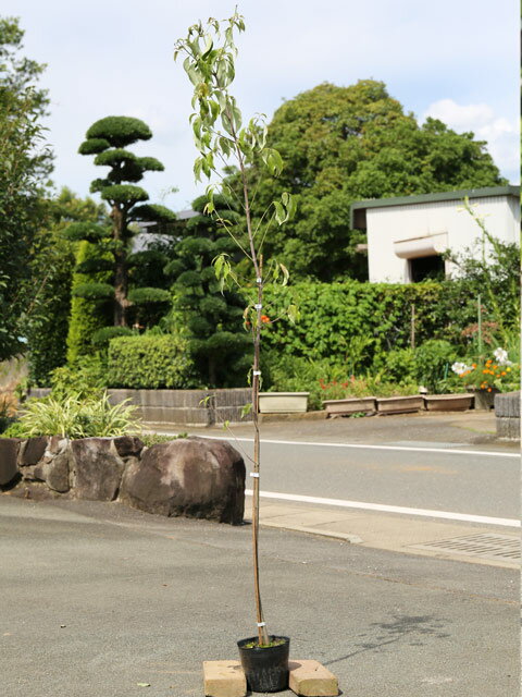 常緑ヤマボウシ 1.7m 15cmポット 3本×2 苗木