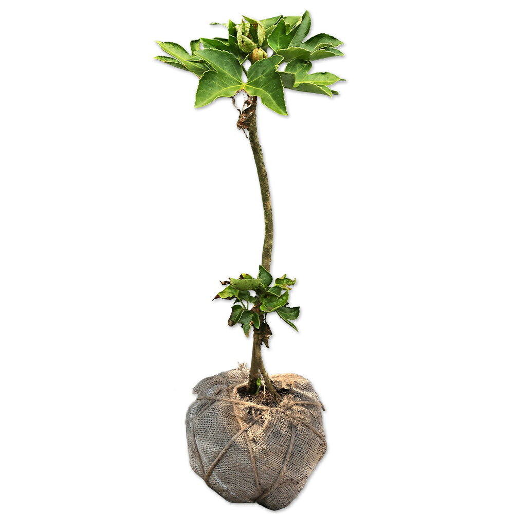 【ヤツデ】（テングノハウチワ）読み：やつで学名：Fatsia japonicaウコギ科ヤツデ属常緑低木【商品情報】ヤツデは3m程度になる常緑低木です。日本全国に自生しています。日陰でのみ生育する陰樹です。大きな葉が特徴です。葉は深い切れ込みがあり光沢があり30cmほどにもなります。葉は奇数に分かれます。冬も大きな葉が付いています。幹はあまり太くなりません。冬に白い花が咲きます。実は5月ごろに黒く熟します。存在感があるため庭木に利用されてきました。【まとめ買いについて】 複数本・品種違い・規格違いのまとめ買いも歓迎しております。まとめてご注文いただくことで、販売価格の維持につながります。【育て方】日陰で適湿な場所を好みます。日向に植えると葉が焼けます。肥料切れをおこしても枯れることはないですが成長させたい場合は肥料を与えます。徒長した場合は切り戻しをしてください。毎年行うと樹盛が衰えますので3年に一度程度にします。適地＝東北以南日照り＝日陰樹形＝株立ち最終樹高＝3m施肥時期＝2〜3月剪定時期＝11〜2月開花時期＝11〜12月果実＝5月用途＝庭木or陰樹【その他】ヤツデは存在感がある陰樹です。日陰で青々としているのは見栄えがします。必ず日陰に植えるようにします。 ヤツデ　0.4m露地 8800円ヤツデ　商品一覧10.5cmポット1100円/在庫○0.4m10.5cmポット1320円/在庫×0.4m露地8800円/在庫○0.8m露地17600円/在庫○※規格、単価、在庫は個々商品ページを優先します同じウコギ科ヤツデ属の商品ヤツデ同じウコギ科の商品[ウコギ属]ヒメウコギ　ヤマウコギ[タラノキ属]ヤマウド　タラノキ[キヅタ属]キヅタ　ハトスヘデラ　ハトスヘデラ斑入り[ヤツデ属]ヤツデ[カクレミノ属]カクレミノ※園芸品種等は近縁種よりご参照ください