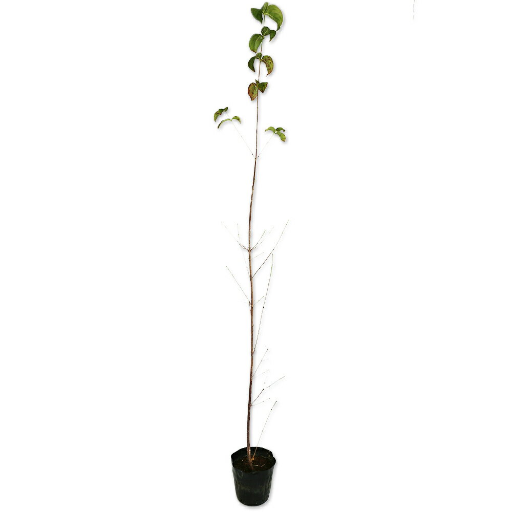 ヤマボウシ 1.5m 15cmポット 8本×2 苗木
