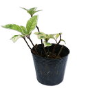 ヤブコウジ 斑入り 9.0cmポット 苗