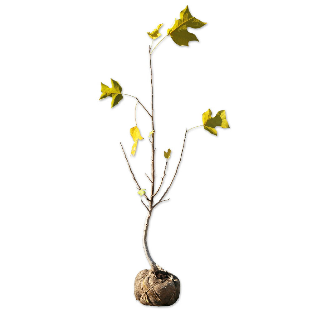 ユリノキ 1.2m 露地 苗