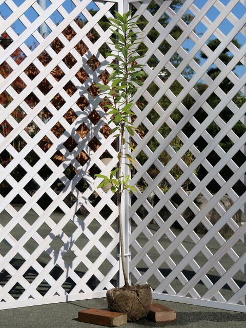 ヒメユズリハ単木1m露地2本苗