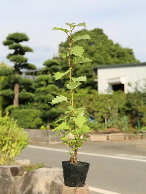 ヤマハンノキ 0.5m 10.5cmポット 苗
