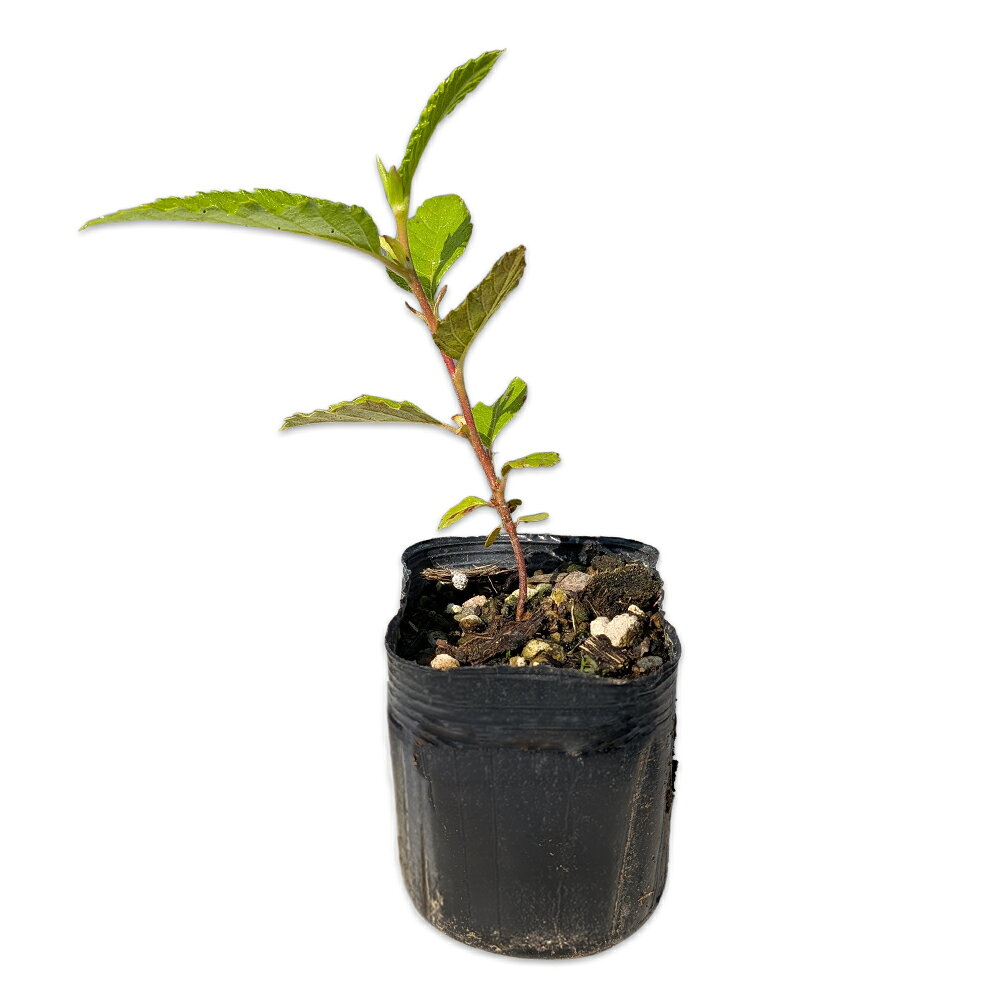 【ヤシャブシ】読み：やしゃぶし学名：Alnus firmaカバノキ科ハンノキ属落葉高木【商品情報】ヤシャブシは15mになる落葉高木です。日本全国に自生し主に太平洋側に分布しています。葉は10cm程度で濃い緑色をしています。幹は老木になると短冊状にはがれてきます。果穂が夜叉に見立てられたことが名前の由来になっています。果穂には多くのタンニンが含まれています。 根粒菌（放線菌）との相互作用により、窒素固定能力を発揮し、劣化した地盤の地力を回復させます。他の植物が生えにくい荒れ地や痩せた土地でも根を張り、成長することができます。ヤシャブシの花粉は、スギやヒノキと並ぶ春の重要な花粉症の原因物質（アレルゲン）として知られています。【まとめ買いについて】 複数本・品種違い・規格違いのまとめ買いも歓迎しております。まとめてご注文いただくことで、販売価格の維持につながります。【育て方】日当たりが良い場所を好みます。痩せた土地でも成長します。剛健な品種で育て安いです。適地＝全国日照り＝日向樹形＝卵形最終樹高＝15m施肥時期＝1〜2月剪定時期＝12〜2月開花時期＝3月果実＝8〜12月用途＝庭木orシンボルツリー【その他】肥料のいらない圧倒的な生命力で街に緑の潤いをもたらすヤシャブシ。通りを彩る美しさだけでなく、つい足を止めて拾いたくなるような、彫刻的でユニークな実を鳴らすのもこの木の隠れた魅力です。 ※こちらの商品はヤシャブシ、オオバヤシャブシが含まれます。品種の指定はできません。ヤシャブシ(品種指定不可)　7.5cmポット 330円ヤシャブシ(品種指定不可)　商品一覧7.5cmポット330円/在庫○0.5m10.5cmポット660円/在庫○0.8m10.5cmポット880円/在庫○0.8m露地7700円/在庫×1.0m10.5cmポット1100円/在庫○1.2m10.5cmポット10本15400円/在庫×1.5m露地13200円/在庫×2.0m露地18700円/在庫×2.5m露地25300円/在庫×※規格、単価、在庫は個々商品ページを優先します同じカバノキ科ハンノキ属の商品ケヤマハンノキハンノキカワラハンノキミズメヒメヤシャブシヤマハンノキヤシャブシ(品種指定不可)同じカバノキ科の商品[カバノキ属]アカシデ　イヌシデ　シラカバ　ダケカンバ[アサダ属]アサダ[クマシデ属]クマシデ[ハンノキ属]ケヤマハンノキ　ハンノキ　カワラハンノキ　ミズメ　ヒメヤシャブシ　ヤマハンノキ　ヤシャブシ(品種指定不可)[ハシバミ属]ツノハシバミ　ハシバミ※園芸品種等は近縁種よりご参照ください
