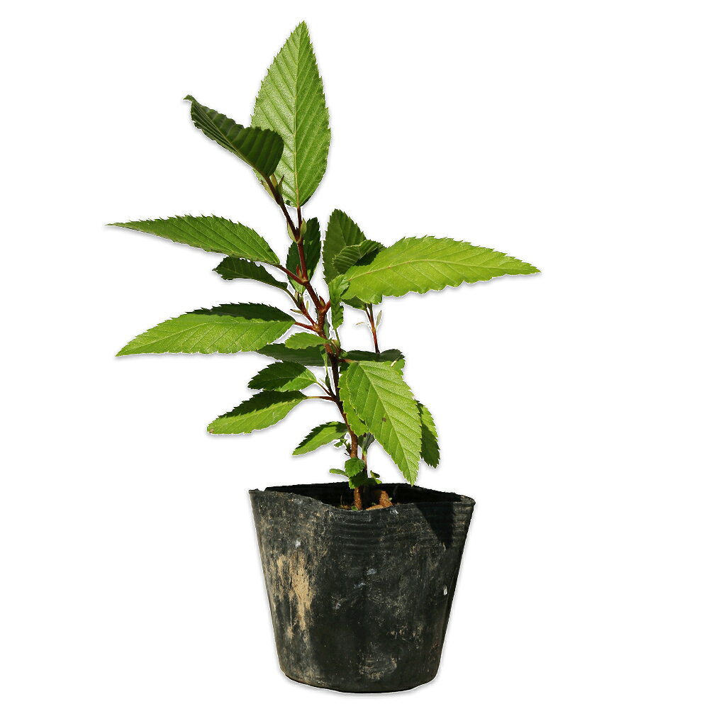【ヤシャブシ】読み：やしゃぶし学名：Alnus firmaカバノキ科ハンノキ属落葉高木【商品情報】ヤシャブシは15mになる落葉高木です。日本全国に自生し主に太平洋側に分布しています。葉は10cm程度で濃い緑色をしています。幹は老木になると短冊状にはがれてきます。果穂が夜叉に見立てられたことが名前の由来になっています。果穂には多くのタンニンが含まれています。 根粒菌（放線菌）との相互作用により、窒素固定能力を発揮し、劣化した地盤の地力を回復させます。他の植物が生えにくい荒れ地や痩せた土地でも根を張り、成長することができます。ヤシャブシの花粉は、スギやヒノキと並ぶ春の重要な花粉症の原因物質（アレルゲン）として知られています。【まとめ買いについて】 複数本・品種違い・規格違いのまとめ買いも歓迎しております。まとめてご注文いただくことで、販売価格の維持につながります。【育て方】日当たりが良い場所を好みます。痩せた土地でも成長します。剛健な品種で育て安いです。適地＝全国日照り＝日向樹形＝卵形最終樹高＝15m施肥時期＝1〜2月剪定時期＝12〜2月開花時期＝3月果実＝8〜12月用途＝庭木orシンボルツリー【その他】肥料のいらない圧倒的な生命力で街に緑の潤いをもたらすヤシャブシ。通りを彩る美しさだけでなく、つい足を止めて拾いたくなるような、彫刻的でユニークな実を鳴らすのもこの木の隠れた魅力です。 ※こちらの商品はヤシャブシ、オオバヤシャブシが含まれます。品種の指定はできません。ヤシャブシ(品種指定不可)　10.5cmポット 385円ヤシャブシ(品種指定不可)　商品一覧7.5cmポット330円/在庫○10.5cmポット385円/在庫○0.5m10.5cmポット660円/在庫○0.8m10.5cmポット880円/在庫○0.8m露地7700円/在庫×1.0m10.5cmポット1100円/在庫○1.2m10.5cmポット10本15400円/在庫×1.5m露地13200円/在庫×2.0m露地18700円/在庫×2.5m露地25300円/在庫×※規格、単価、在庫は個々商品ページを優先します同じカバノキ科ハンノキ属の商品ケヤマハンノキハンノキカワラハンノキミズメヒメヤシャブシヤマハンノキヤシャブシ(品種指定不可)同じカバノキ科の商品[カバノキ属]アカシデ　イヌシデ　シラカバ　ダケカンバ[アサダ属]アサダ[クマシデ属]クマシデ[ハンノキ属]ケヤマハンノキ　ハンノキ　カワラハンノキ　ミズメ　ヒメヤシャブシ　ヤマハンノキ　ヤシャブシ(品種指定不可)[ハシバミ属]ツノハシバミ　ハシバミ※園芸品種等は近縁種よりご参照ください