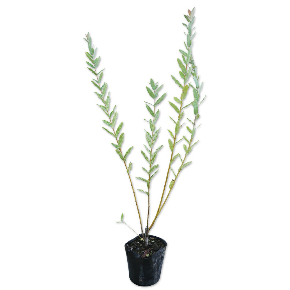 【イヌコリヤナギ/ハクロニシキ】(白露錦 )読み：いぬこりやなぎ/はくろにしき学名：Salix integraヤナギ科ヤナギ属落葉低木別名：ハクロニシキ【名前の由来】コウリヤナギに似ているが役に立たないといるいう意味から。【商品情報】イヌコリヤナギは3mになる落葉低木です。早春に奇麗な白色の花穂がでます。3〜4月には黄色のブラシ状の花が咲きます。日当たりのよい川沿いや湿った場所に自生しています。あまり大きくなりません。樹液はカブトムシやクワガタをよびます。【育て方】日当たりが良い湿り気がある場所を好みます。剪定には強いです。夏ごろには来年の花穂が出来上がっていますので剪定すると花の量が減ります。病原虫には強いです。適地＝全国日照り＝日向or半日陰樹形＝株立ち最終樹高＝3m施肥時期＝2月剪定時期＝4月or6月開花時期＝2〜4月果実＝無し用途＝庭木【その他】イヌコリヤナギ/ハクロニシキはイヌコリヤナギ/ハクロニシキは葉に白班が入る品種です。コントラストが鮮やかです。イヌコリヤナギ/ハクロニシキ　0.5m10.5cmポット 40本 15400円イヌコリヤナギ/ハクロニシキ　商品一覧0.3m10.5cmポット330円/在庫○0.5m10.5cmポット385円/在庫○0.8m10.5cmポット440円/在庫○1.0m10.5cmポット550円/在庫○1.2m10.5cmポット10本15400円/在庫×※規格、単価、在庫は個々商品ページを優先します同じヤナギ科ヤナギ属の商品ネコヤナギ赤花シダレヤナギイヌコリヤナギネコヤナギイヌコリヤナギ/ハクロニシキヤマヤナギウンリュウヤナギタチヤナギ同じヤナギ科の商品[ヤナギ属]ネコヤナギ赤花　シダレヤナギ　イヌコリヤナギ　ネコヤナギ　ヤマヤナギ　ウンリュウヤナギ　タチヤナギ[イイギリ属]イイギリ※園芸品種等は近縁種よりご参照ください