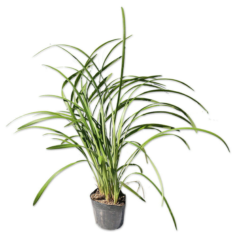 【ヤブラン/ギガンチア】読み：やぶらん/ぎがんちあ学名：Liriope muscariキジカクシ科ヤブラン属常緑宿根草【商品情報】ヤブランは日本原産ですが、アメリカでの人気が非常に高いです。暑さ、寒さに強く日陰でも良く育ちます。草形も美しく...