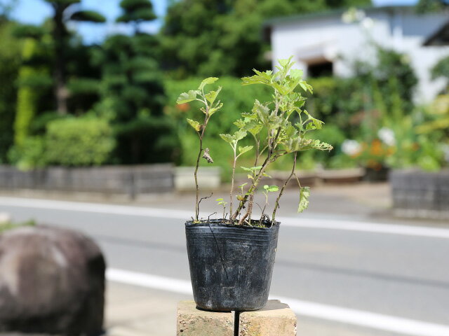 ヨモギ 9.0cmポット 苗 2