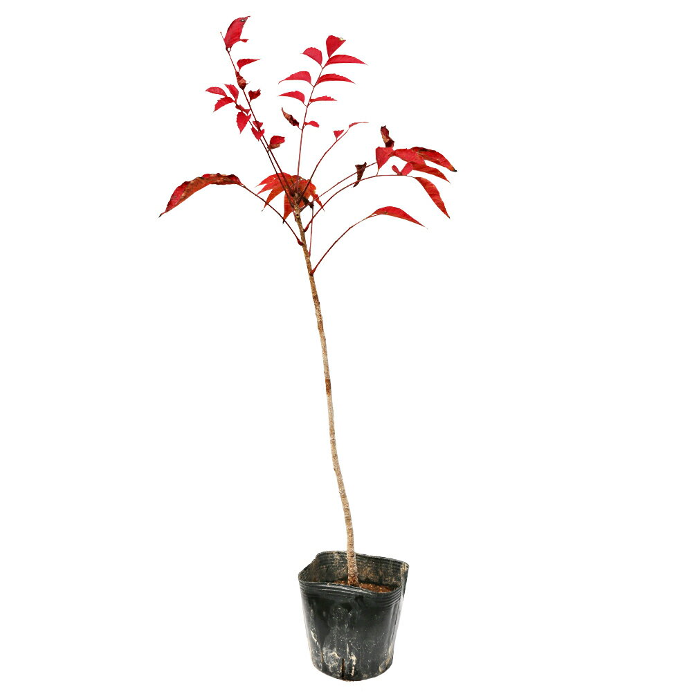 ヤマウルシ 0.3m 10.5cmポット 10本 苗