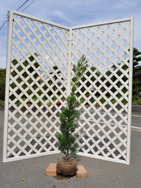 【ラカンマキ】読み：らかんまき学名：Podocarpus macrophyllus var. makiマキ科マキ属常緑高木【商品情報】ラカンマキはイヌマキの変種です。イヌマキに比べて葉が小さく枝ぶりも大人しいです。種は生らず刺し木での繁殖のみです。ほかの樹種に比べて葉をしっかり付けながら成長しますので、長さ的な伸びが遅く一度生垣になったあとは手入があまり必要ありません。大気汚染や潮風にも強いです。耐陰性があり、萌芽力も強いです。枝は細かく密集しますので生垣や段作りのシンボルにされたりします。昔から和風生垣として、とても人気があります。根張りも強いですので防風林としても使われます。病気にも強いです。【まとめ買いについて】 複数本・品種違い・規格違いのまとめ買いも歓迎しております。まとめてご注文いただくことで、販売価格の維持につながります。【育て方】水はけの良い肥沃な土壌を好みます。寒さに弱いので日当たりや排水の良いところを選びましょう。生垣として植える場合は枝がなるべく早く密になるように寄せて植えるようにします。根張りもいいですので支柱は必要に応じて立ててください。肥料を1〜2月と7〜8月に与えてあげると伸びが良くなり青々とした緑色がでます。適地＝東北南部以南日照り＝日向or半日陰樹形＝卵形最終樹高＝8m施肥時期＝1〜2月or7〜8月剪定時期＝6or9〜10月開花時期＝6月果実＝無し用途＝生垣樹木or庭木orシンボルツリー【その他】ラカンマキは生垣で人気がある品種です。九州では昔から手いらずで病気にもあまりかからない生垣と認知されています。※こちらの商品は雌雄指定不可です。ラカンマキ　0.8m露地 5本 13750円ラカンマキ　商品一覧0.1m9.0cmポット330円/在庫○0.3m10.5cmポット1100円/在庫○0.4m15cmポット1320円/在庫○0.6m露地1980円/在庫×0.6m15cmポット1540円/在庫○0.8m露地2200円/在庫×0.8m15cmポット1760円/在庫○1.0m15cmポット1980円/在庫○1.0m露地2750円/在庫×1.2m露地4400円/在庫○1.5m露地6600円/在庫○1.7m露地7700円/在庫○2.0m露地18700円/在庫○2.3m露地20900円/在庫○2.5m露地23100円/在庫○※規格、単価、在庫は個々商品ページを優先します同じマキ科マキ属の商品イヌマキラカンマキナゴヤラカンマキ同じマキ科の商品[マキ属]イヌマキ　ラカンマキ　ナゴヤラカンマキ[ナギ属]ナギ※園芸品種等は近縁種よりご参照ください
