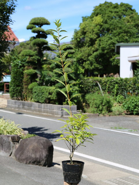 レンギョウ 0.8m 15cmポット 苗