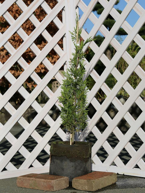 【レイランディ】（レイランドヒノキ）（レイランドサイプレス）読み：れいらんでぃ学名：Cupressocyparis leylandii'Leylandii' ヒノキ科レイランドヒノキ属常緑高木【商品情報】レイランディは代表的なレイランドヒノ...