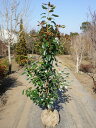 ロドレイア 単木 1.5m 露地 苗木