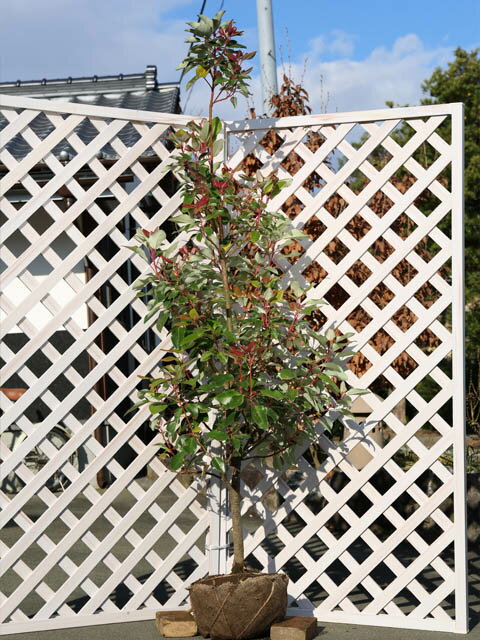 ロドレイア 単木 1.7m 露地 苗木