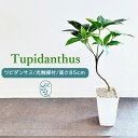 ツピダンサス 85cm フェイクグリーン 樹脂製白鉢 人工観葉植物 ドラセナ アーティフィシャルグリーン フェイク観葉植物 光触媒付 高品質