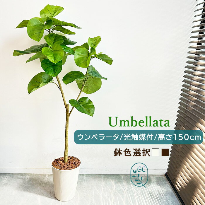 楽天市場】光触媒 フェイクグリーン(種類(植物)ウンベラータ 楽天市場】光触媒 フェイクグリーン(種類(植物)ウンベラータ