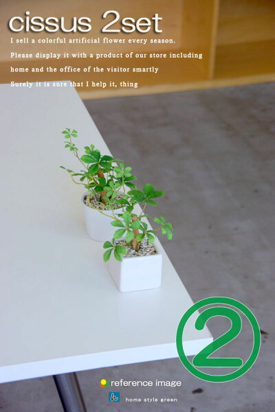 ミニ観葉植物こだわって選びたい ミニ観葉植物こだわって選びたい
