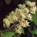 フラワーレメディ　ホワイトチェストナット(WHITE CHESTNUT)　