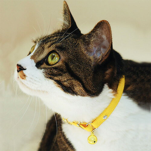 【その他厳選】猫の暮らし　ヴィヴィット　エスケープカラー【数量限定】　S【15時...