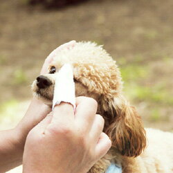 �ڥ��������ۥ������˥å����������ǥꥱ���ȥե��󥬡�����15���ޤǤ���ʸ������ȯ�� ������ ���Υ��� ���� ǭ�ѡ�